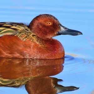 Meet your Posher, Jackson